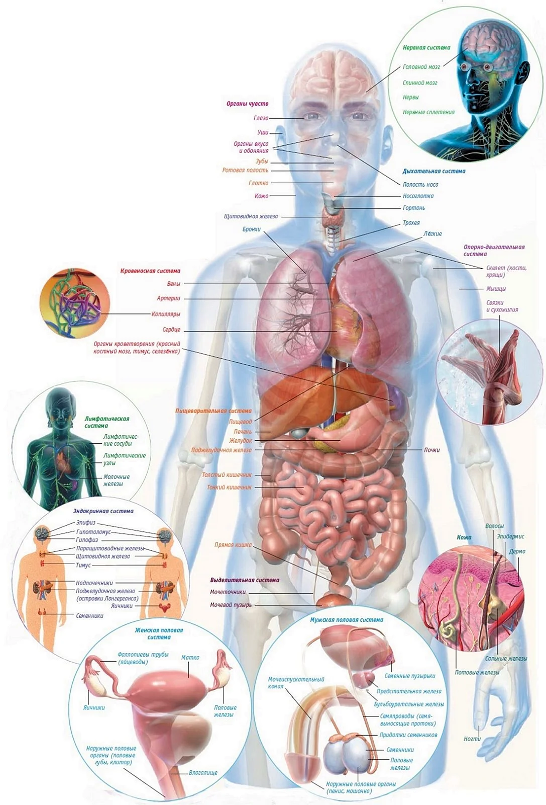 Анатомия тела человека внутренние органы