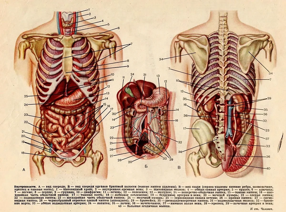 Анатомия внутренних органов брюшной полости человека