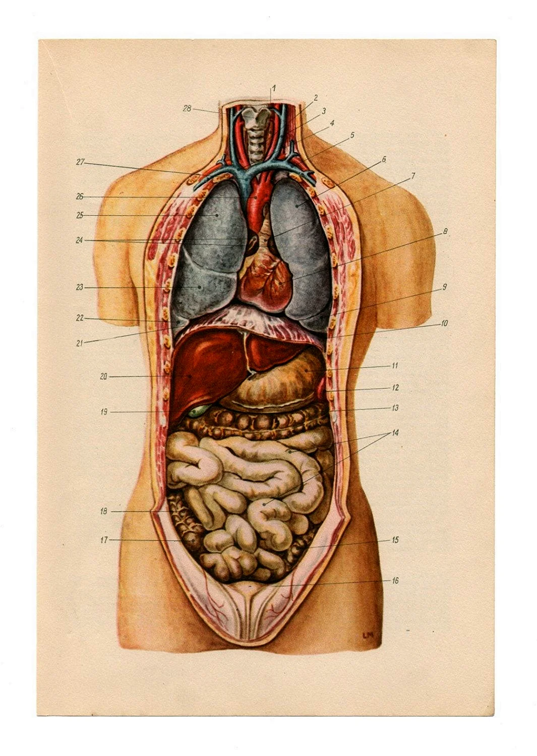 Анатомия внутренних органов брюшной полости человека