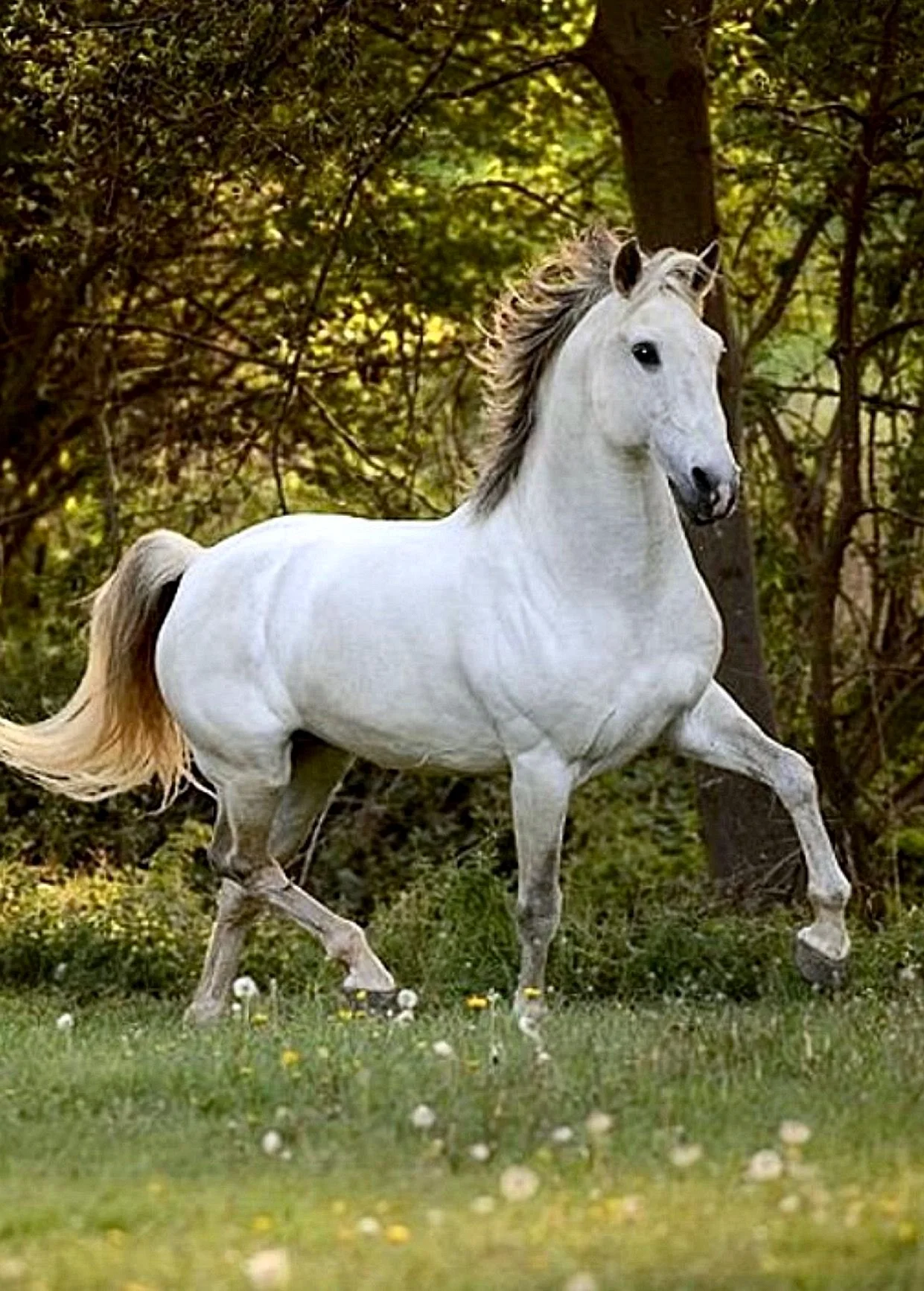 Андалузская испанская лошадь