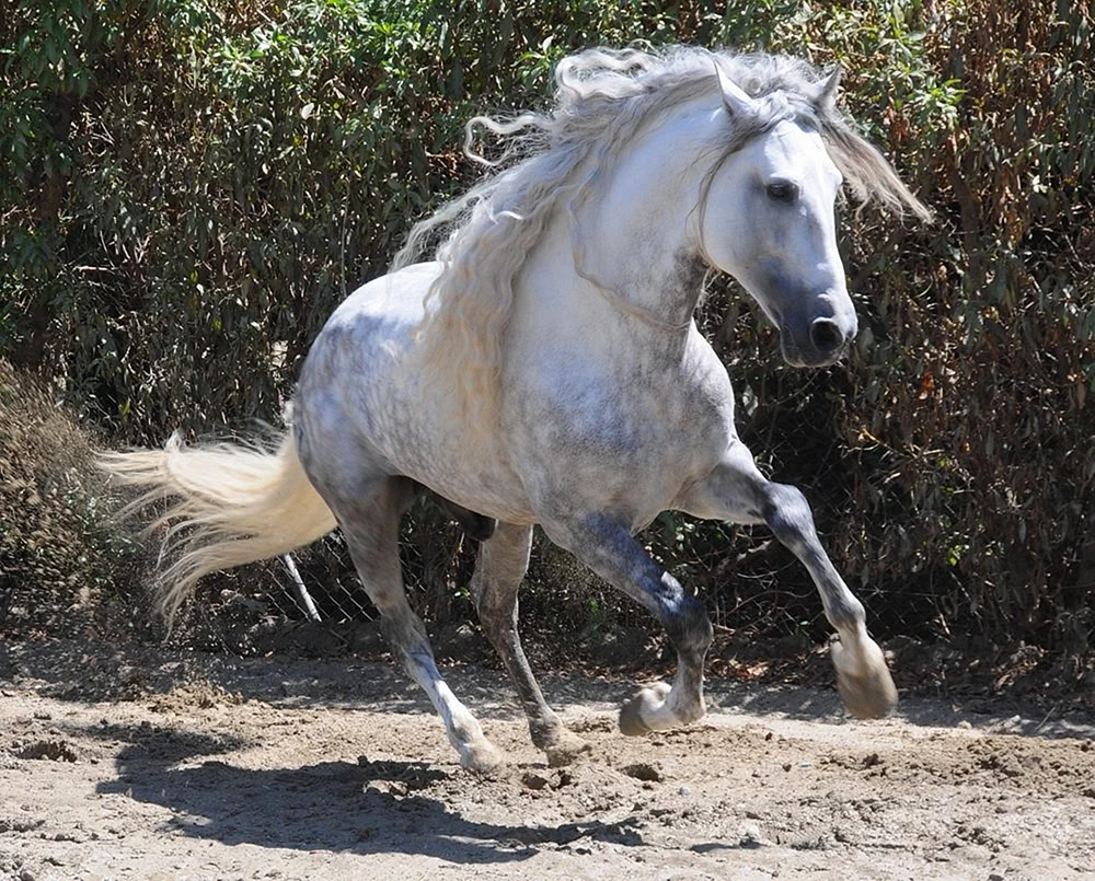 Андалузская лошадь белая