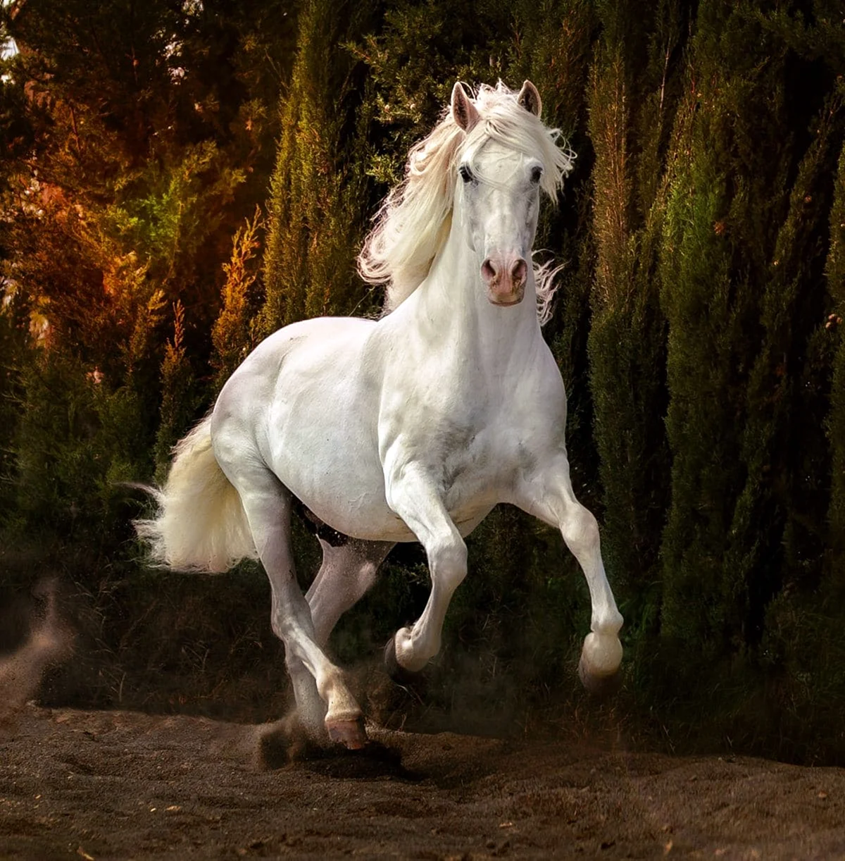 Андалузская лошадь белоснежная