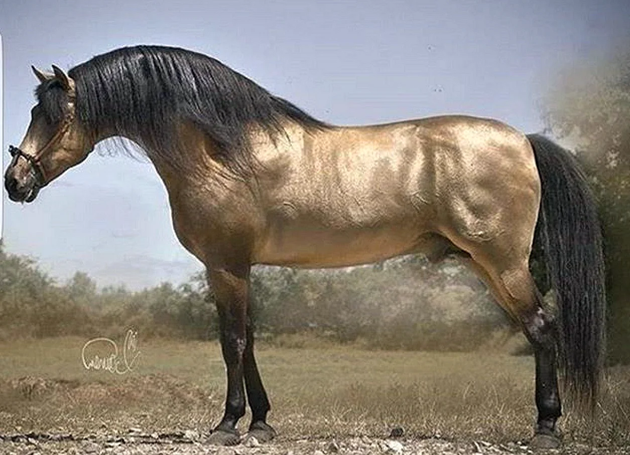Андалузская лошадь Буланая