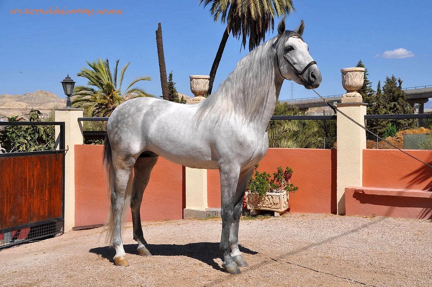 Андалузская лошадь экстерьер