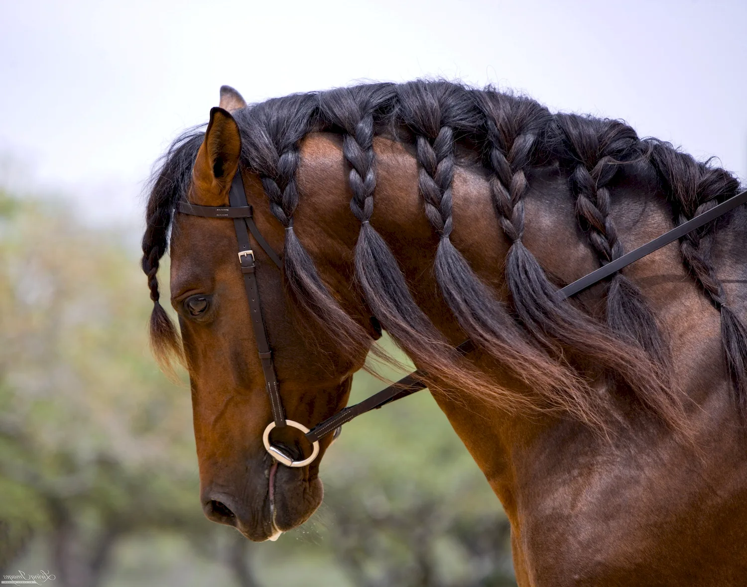 Андалузская лошадь грива причёски