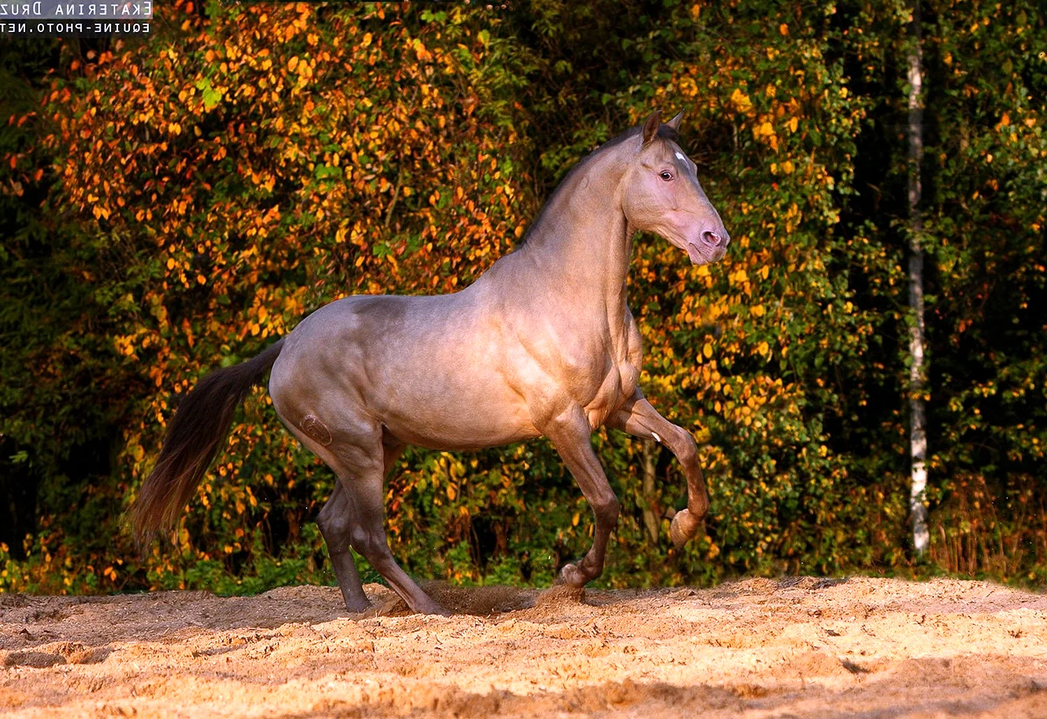 Андалузская лошадь Изабелловая