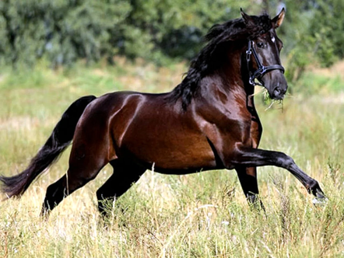 Андалузская лошадь караковой масти