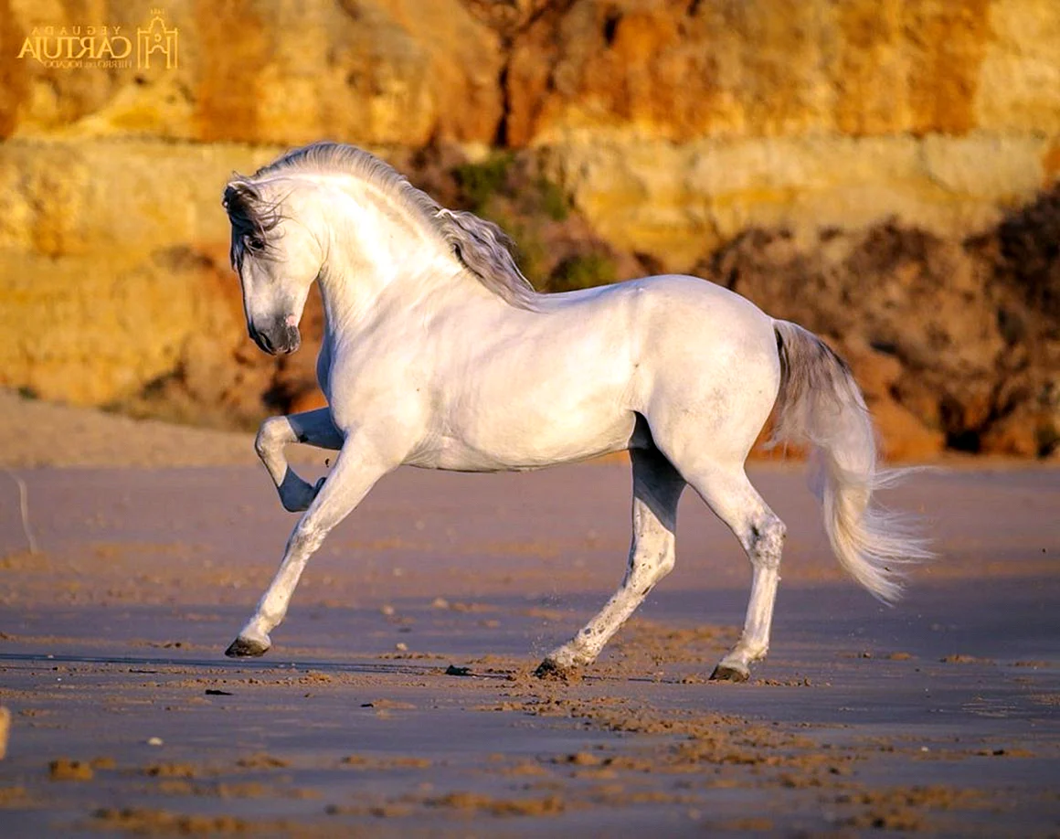 Андалузская лошадь Лузитано