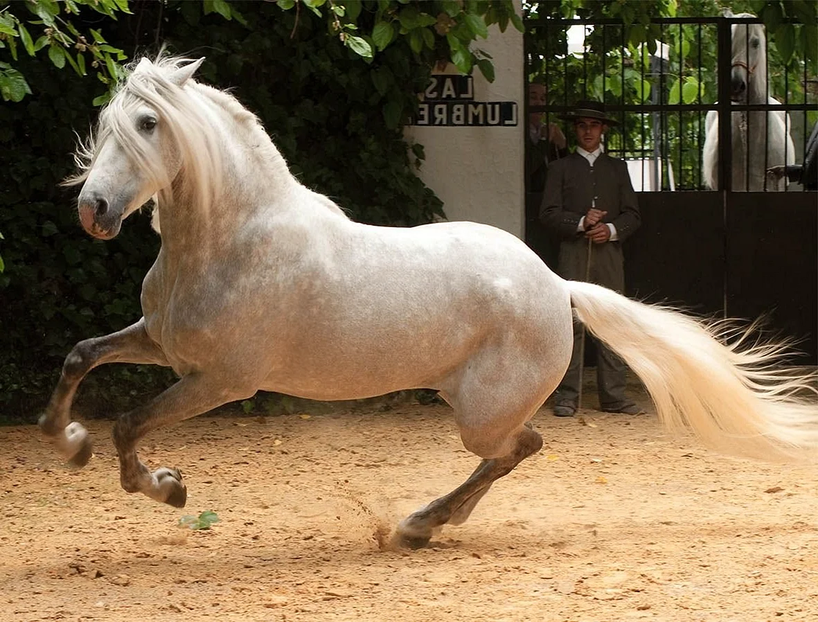 Андалузская лошадь масти