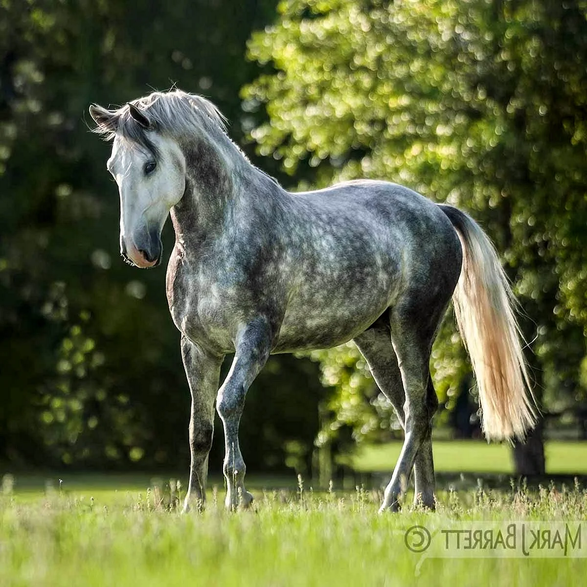 Андалузская лошадь масти серой