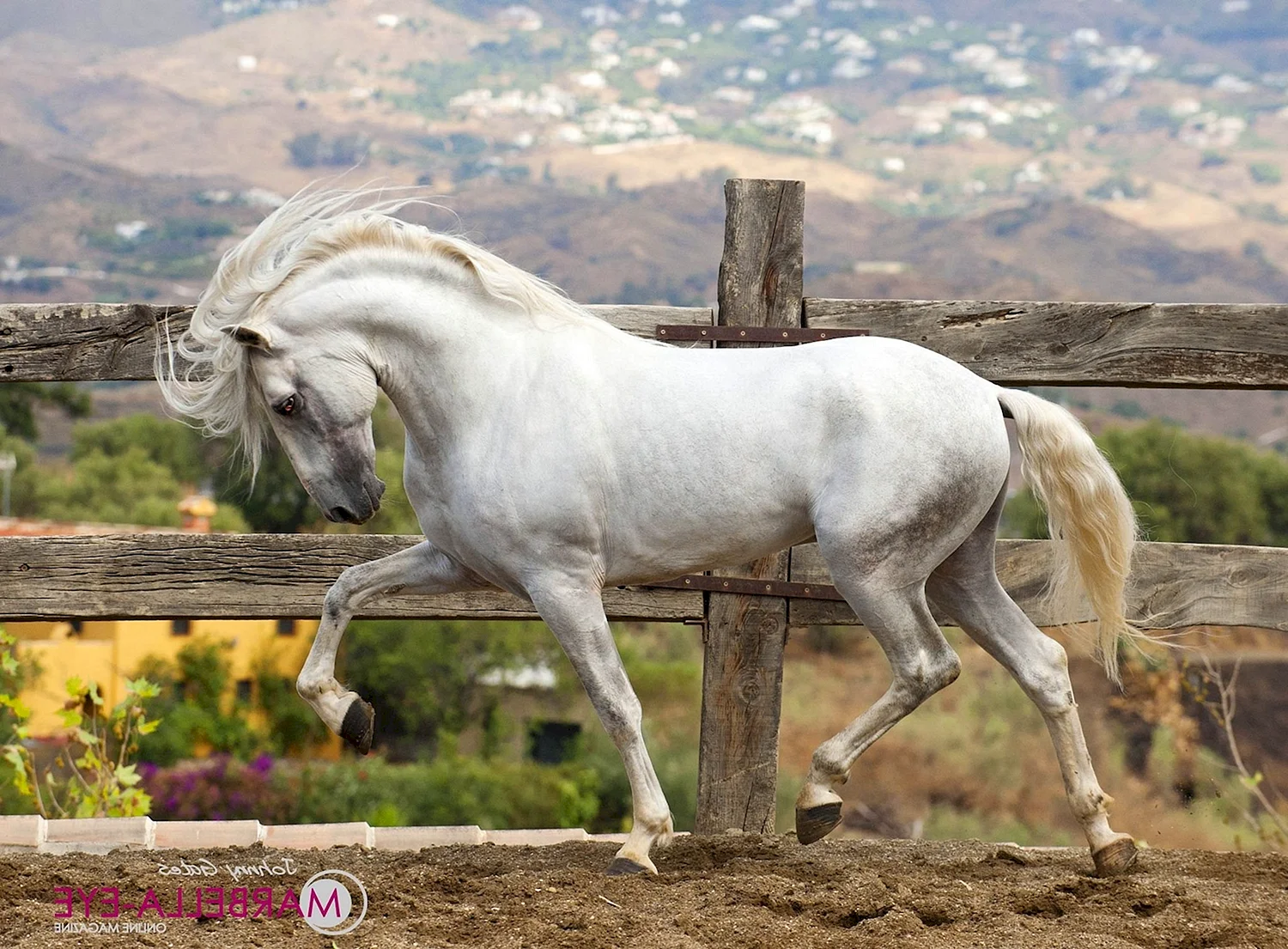 Андалузская лошадь Pura Raza espanola