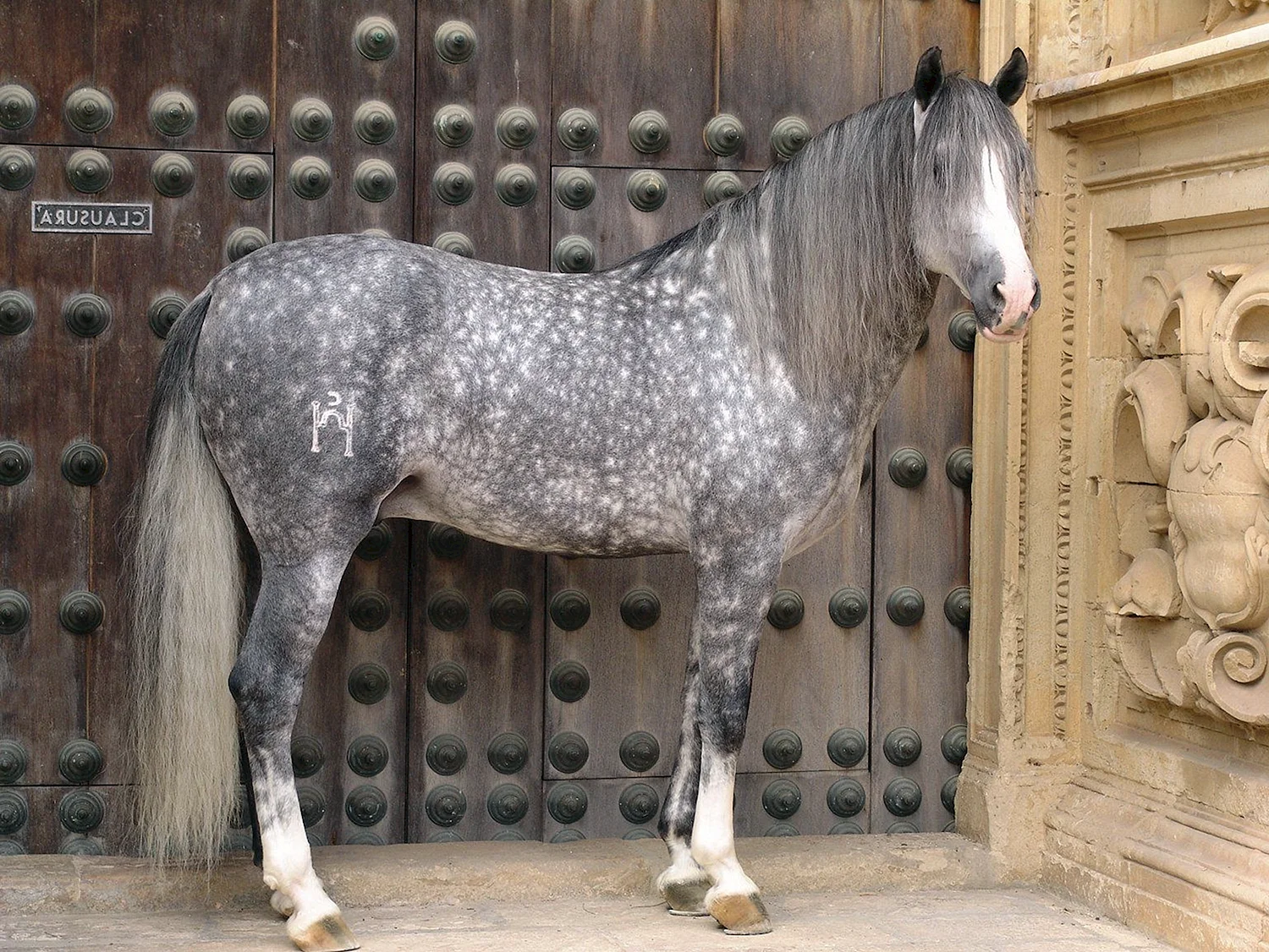Андалузская лошадь серая