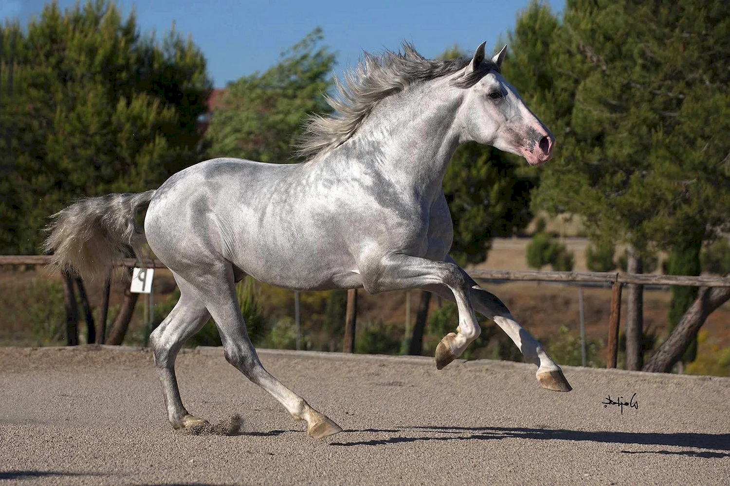 Андалузская лошадь Соловая