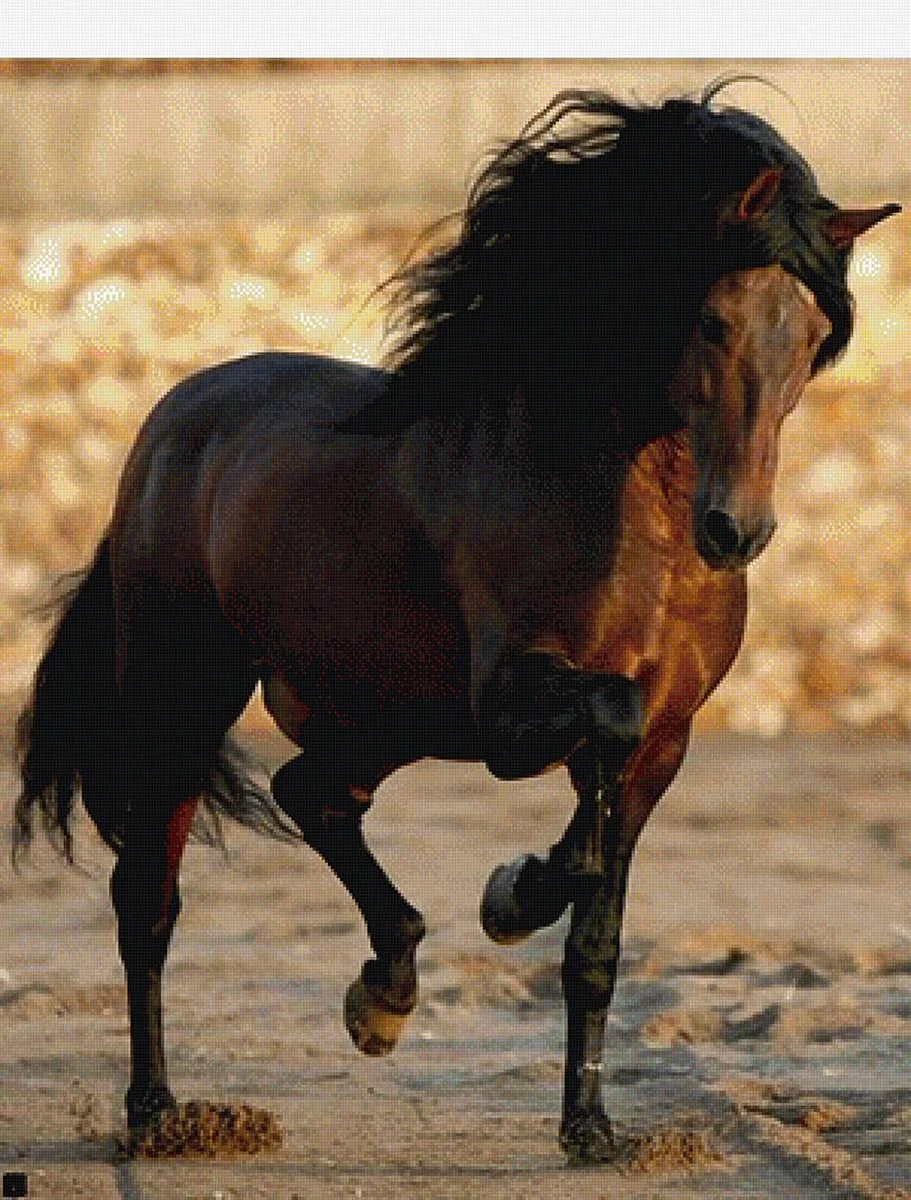 Андалузская лошадь Вороная
