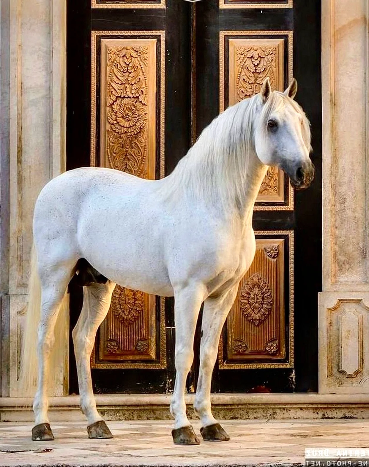 Андалузская порода лошадей