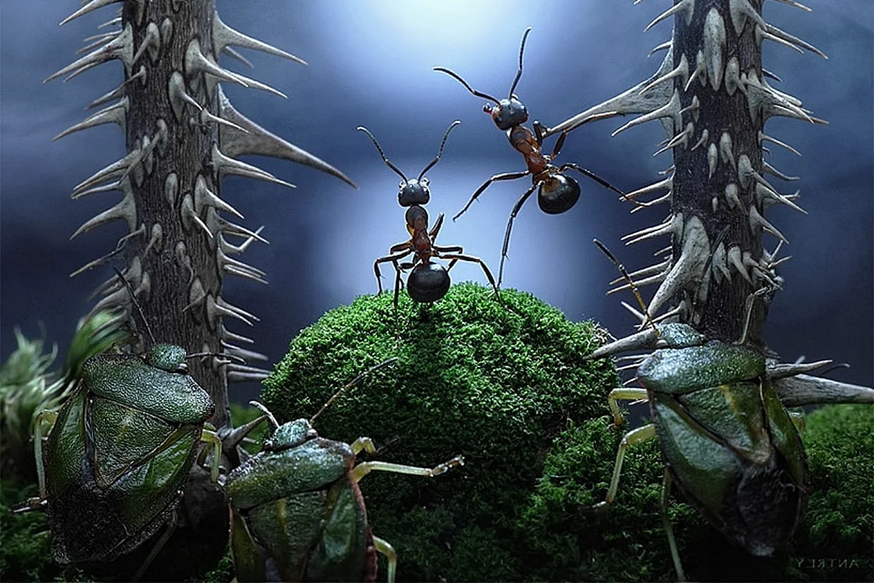 Андрей Павлов муравьиные истории