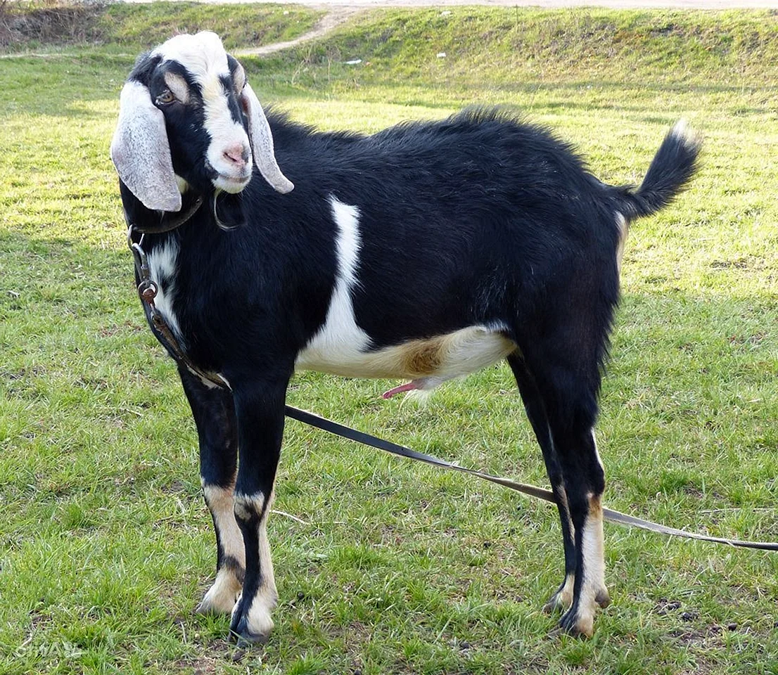 Англо нубийская коза PNG