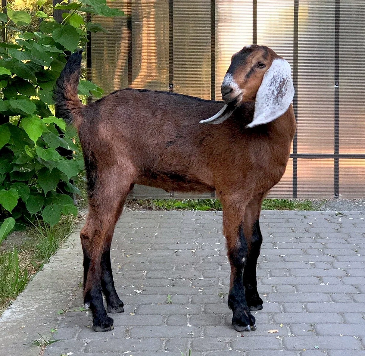 Англо-нубийские козы