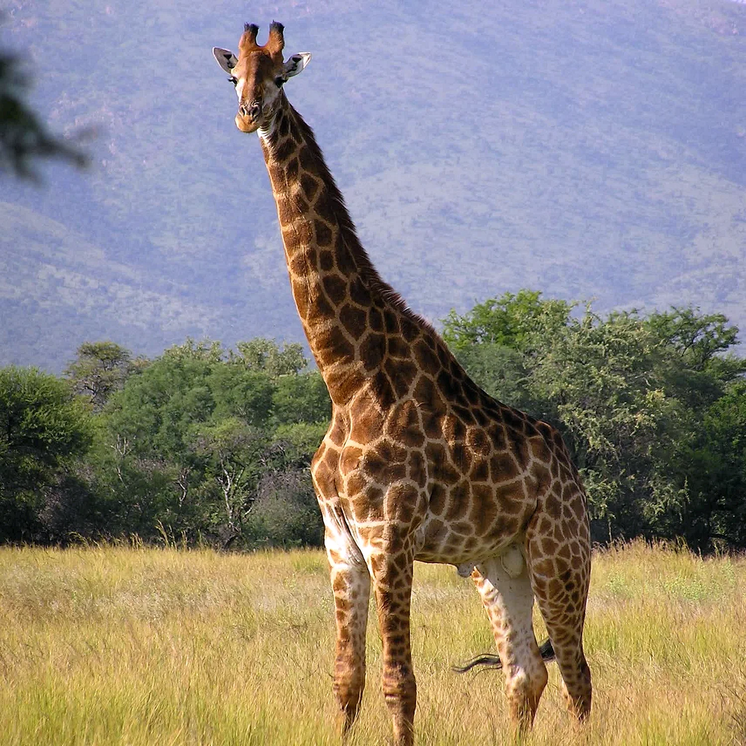 Ангольский Жираф (Giraffa camelopardalis angolensis)