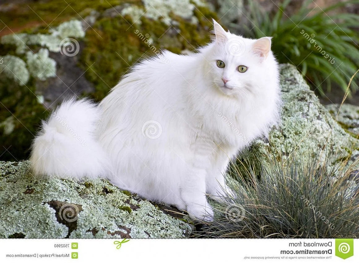 Ангорская кошка длинношерстная