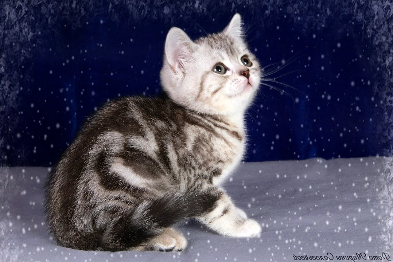 Ангорская кошка окрас мраморный табби