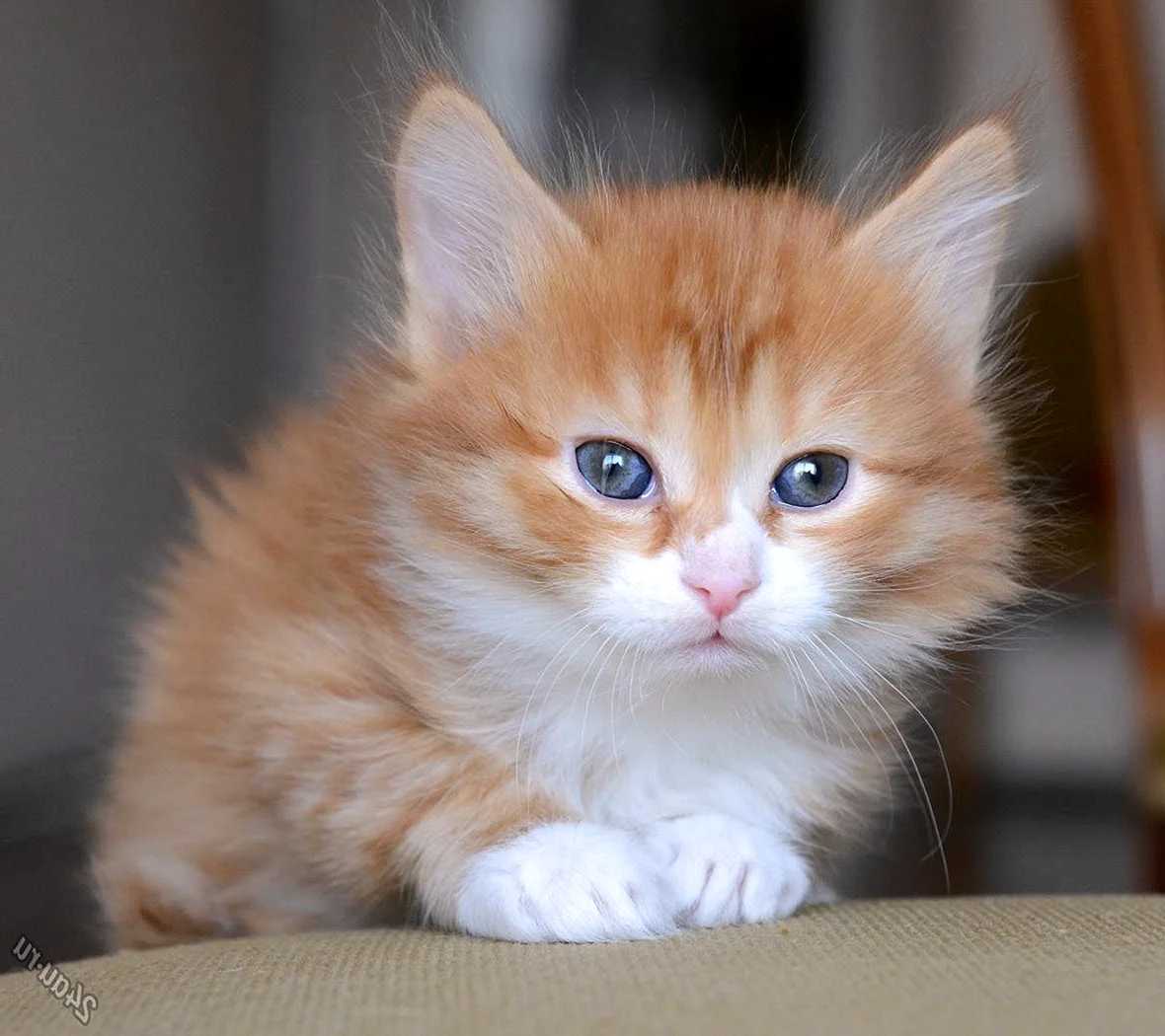 Ангорская кошка рыжая
