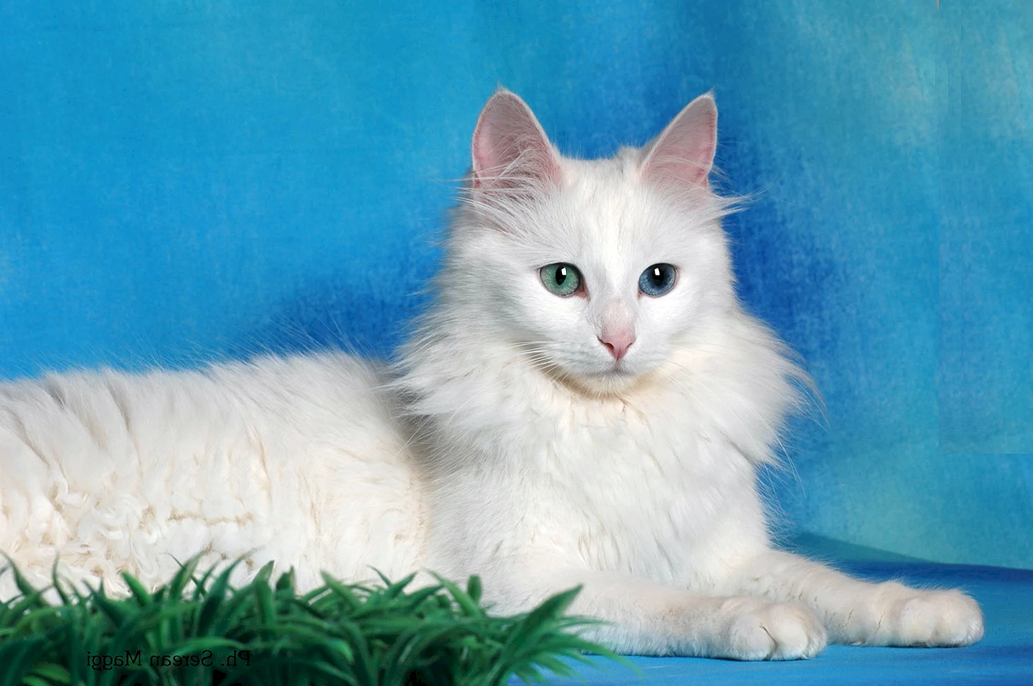 Ангорская кошка турецкая ангора