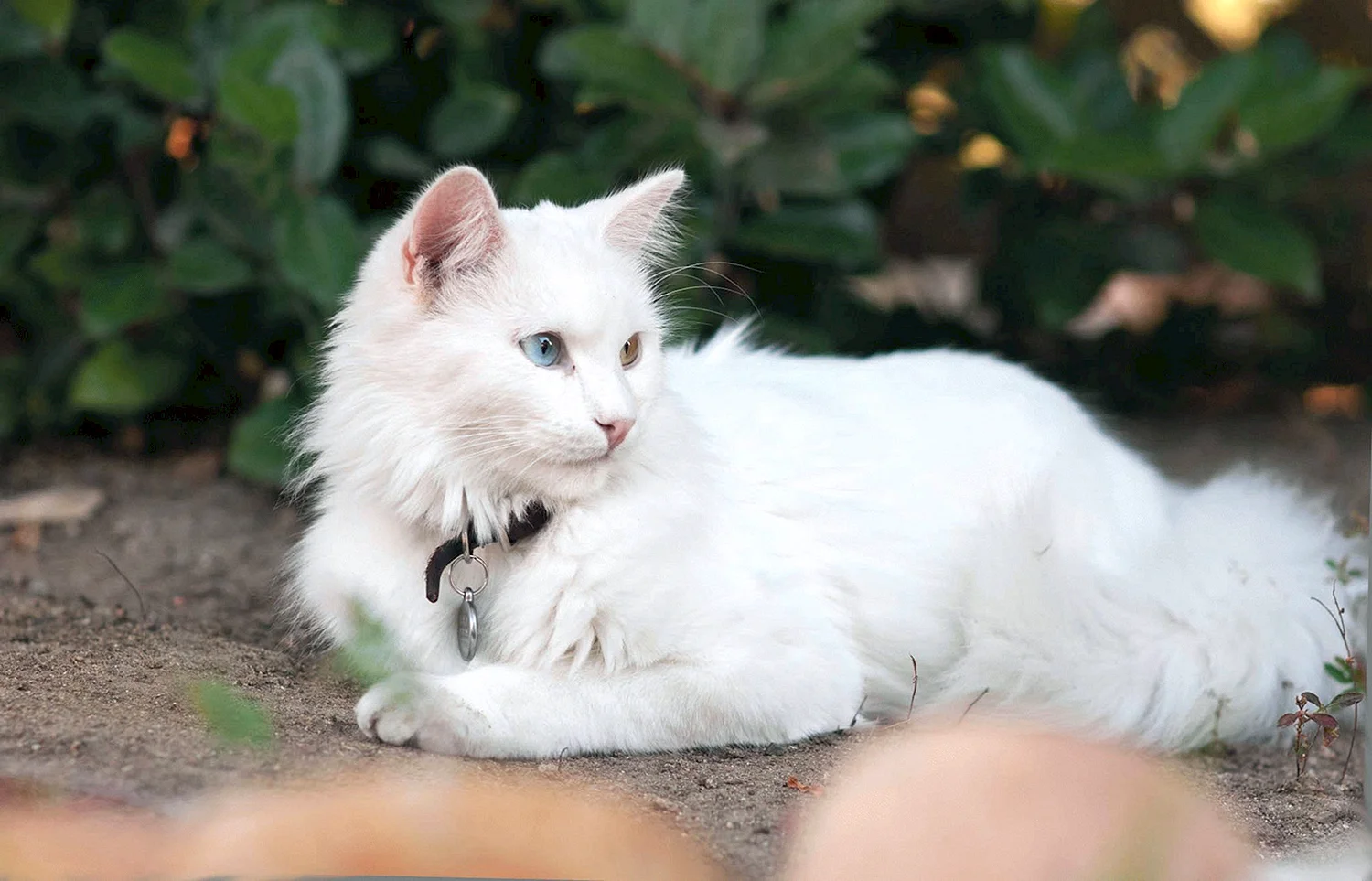 Ангорская кошка турецкая ангора