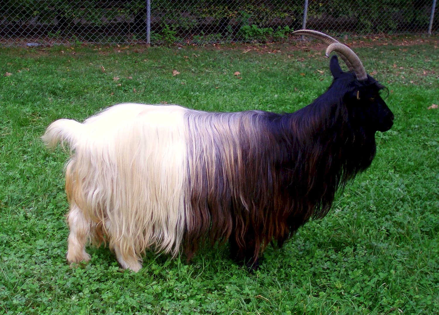Ангорская коза черная
