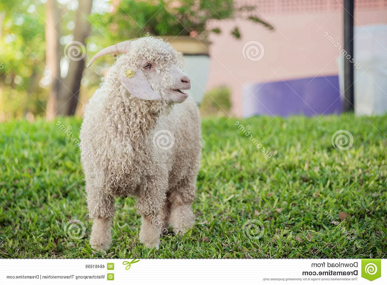 Ангорская коза на траве