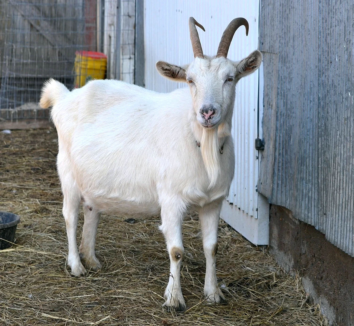 Ангорская коза в Анкаре