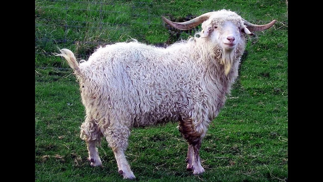 Ангорская порода коз