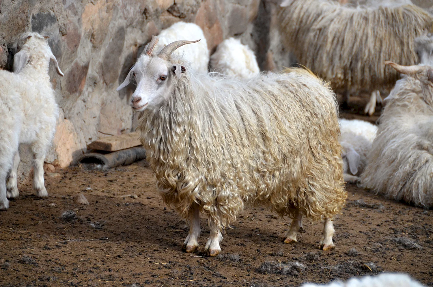 Ангорская порода коз