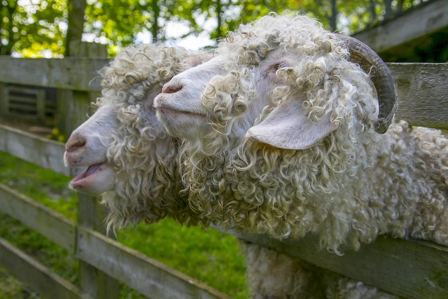Ангорская порода овец