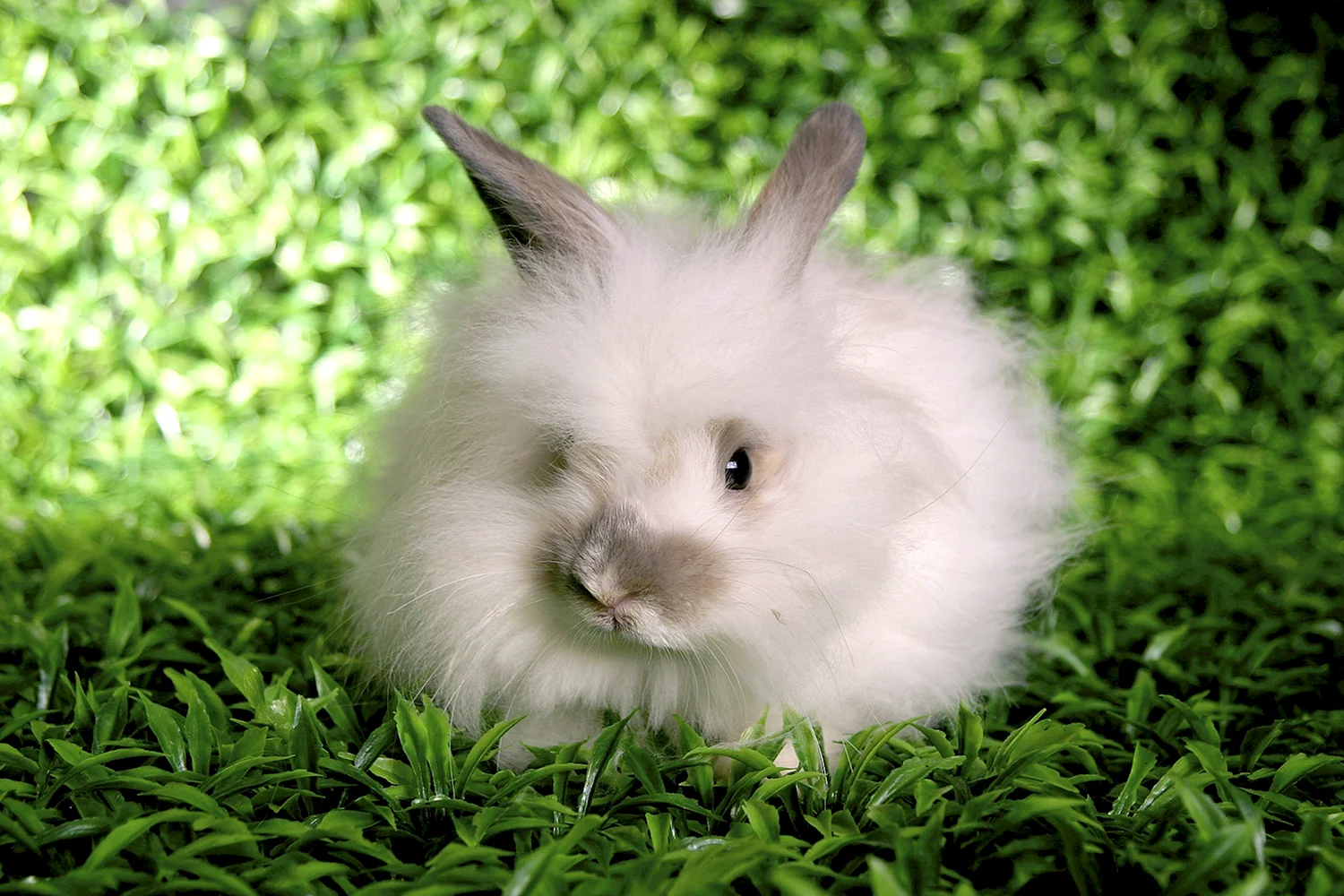 Ангорский карликовый кролик