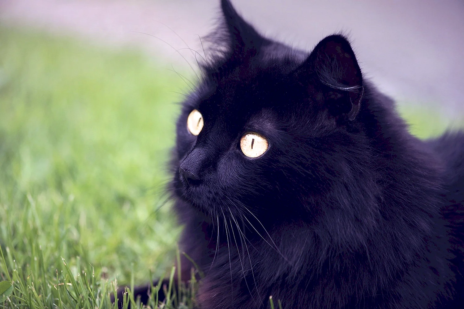 Ангорский кот черный