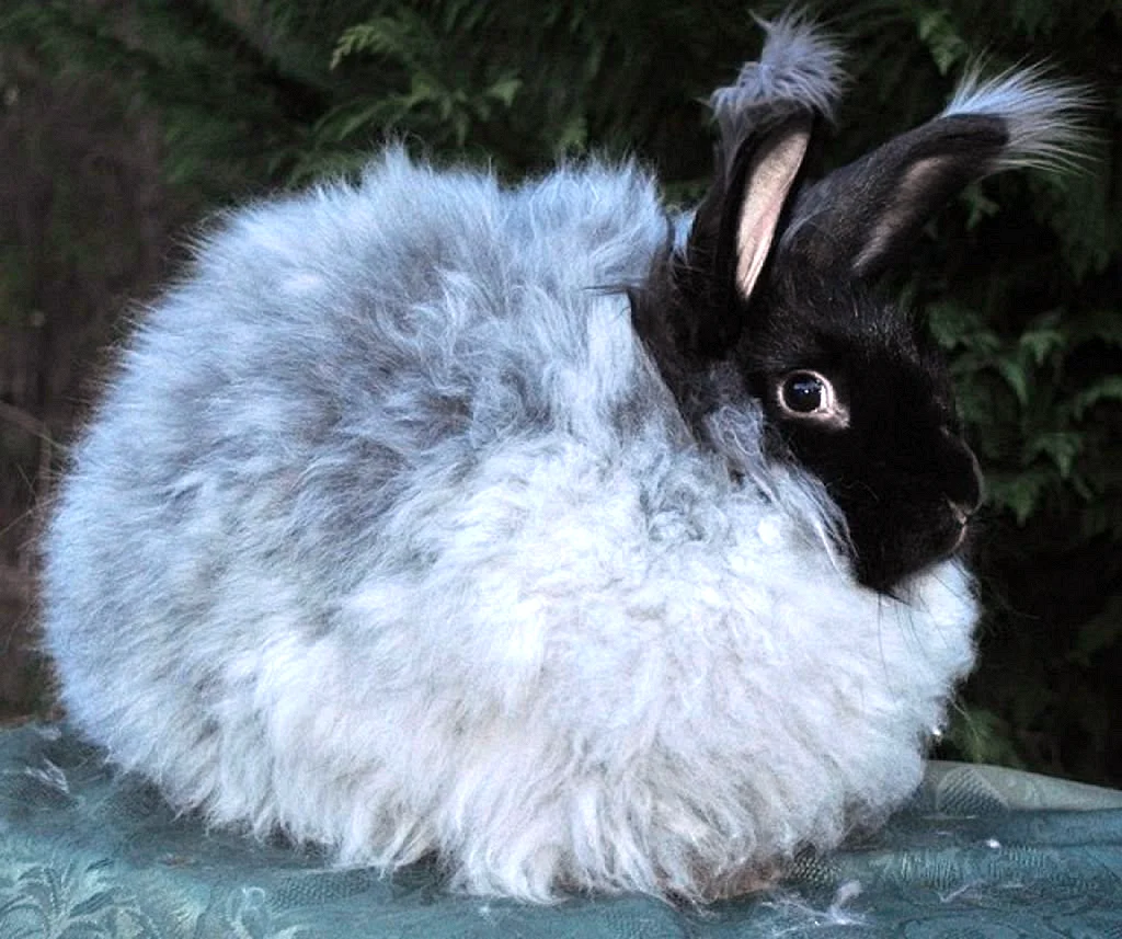 Ангорский кролик