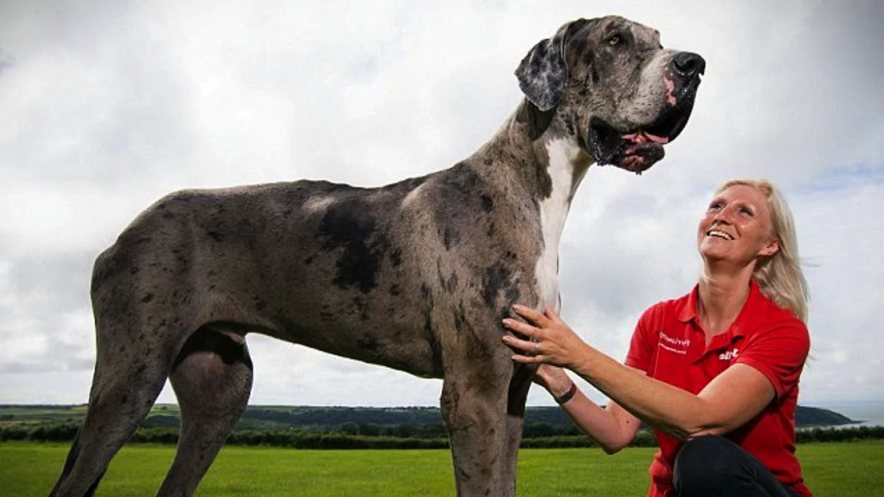 Аномально огромные собаки
