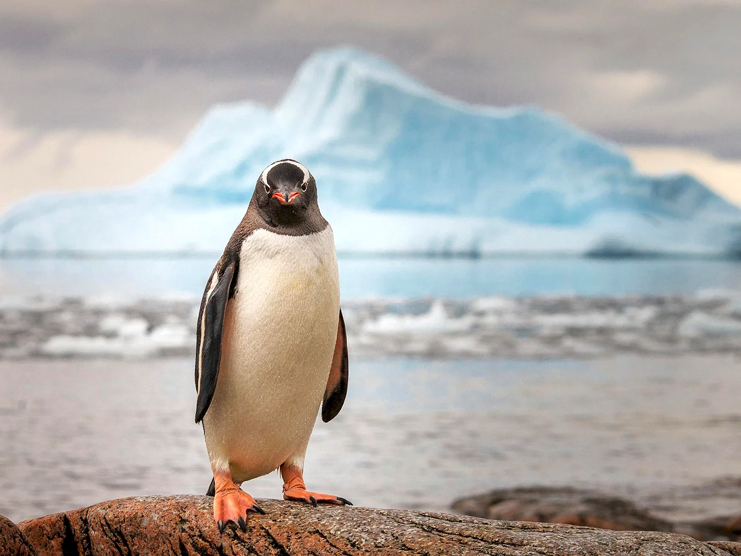Антарктический Пингвин