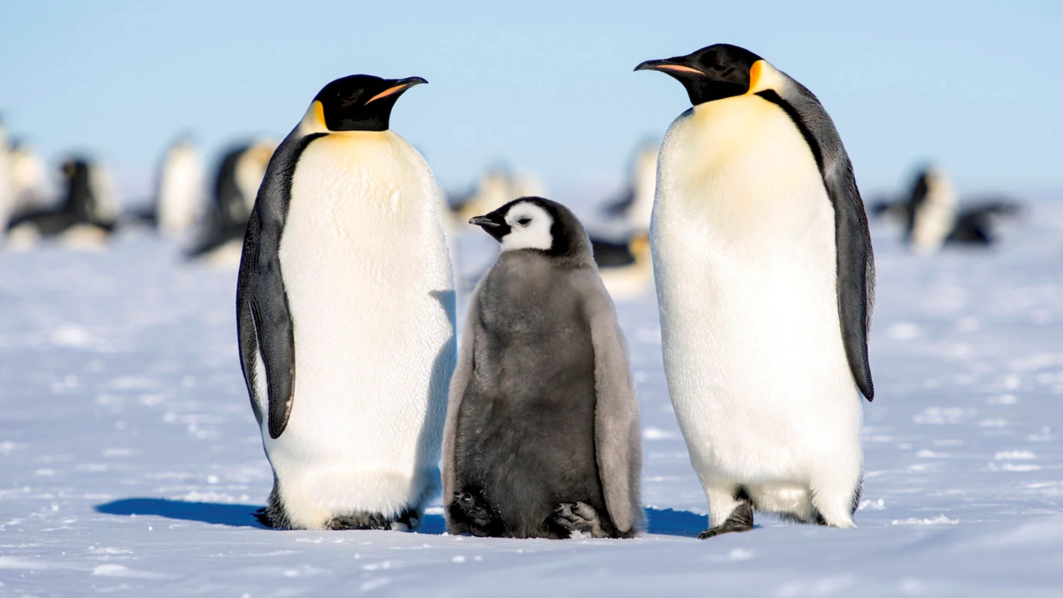 Антарктический Пингвин