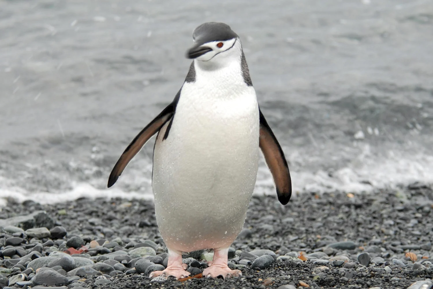 Антарктический Пингвин (Pygoscelis Antarctica)