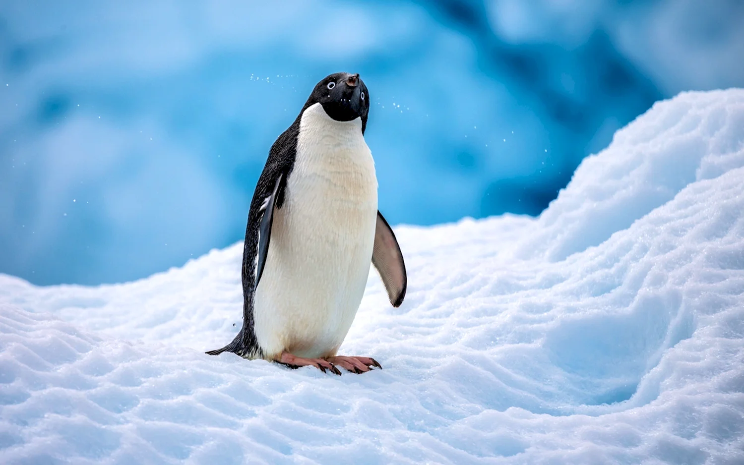Антарктида пингвины Адели