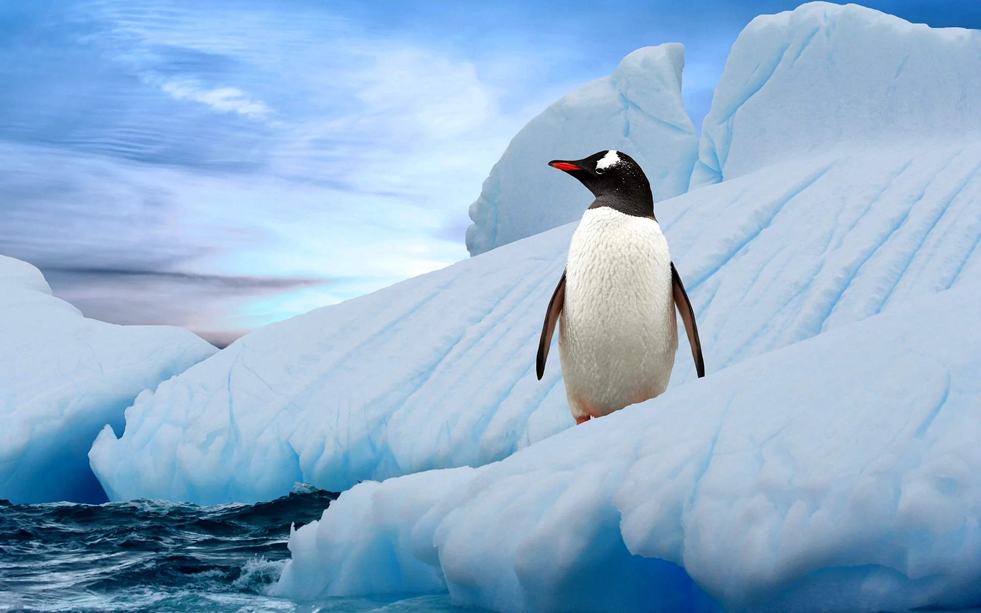 Антарктида пингвины на льдине
