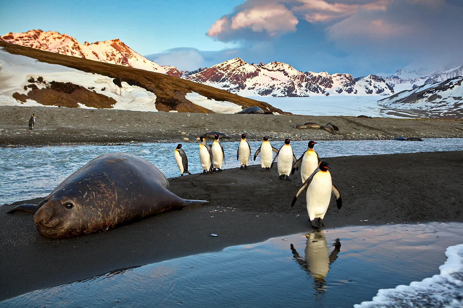 Антарктида животные Антарктиды