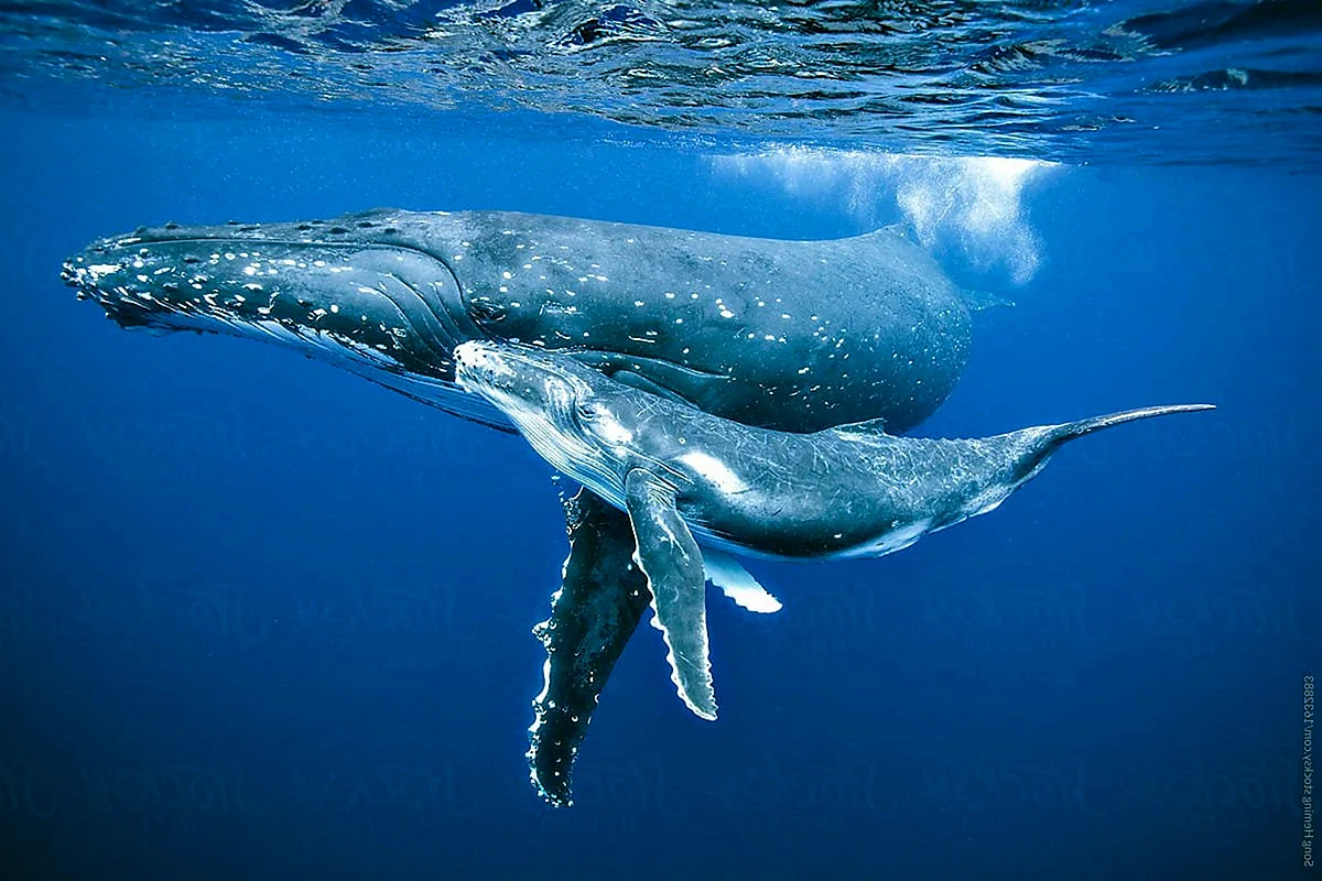 Антарктика горбатый кит