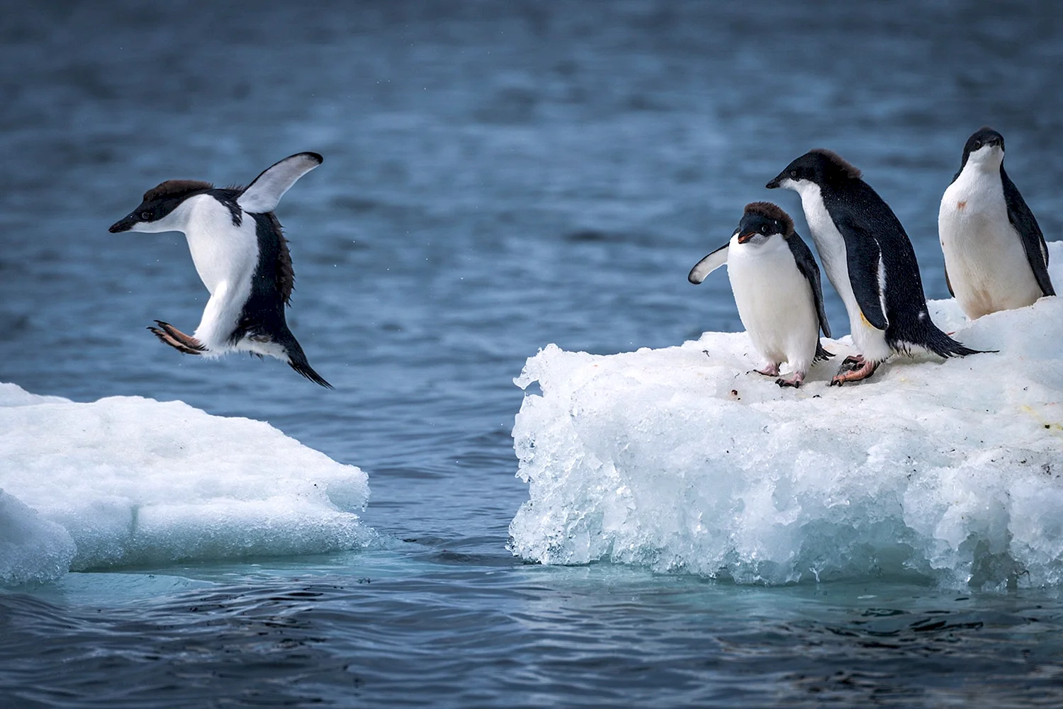 Антарктика пингвины Адели
