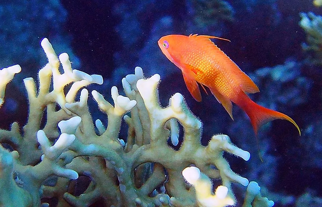 Антиасы рыбы в Красном море
