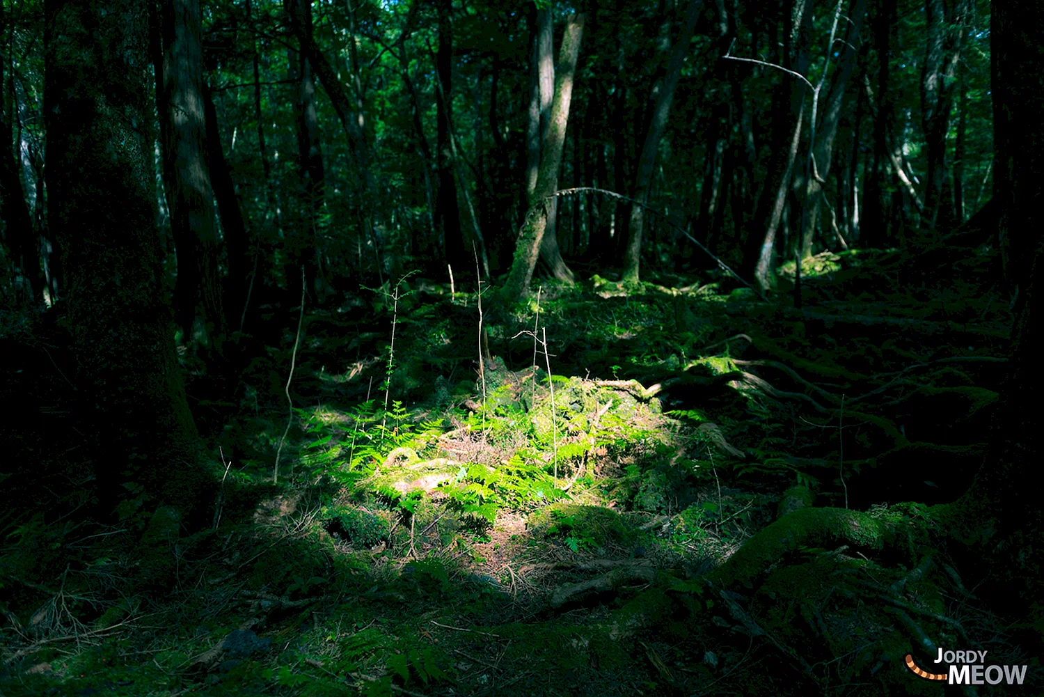 Аокигахара лес аниме