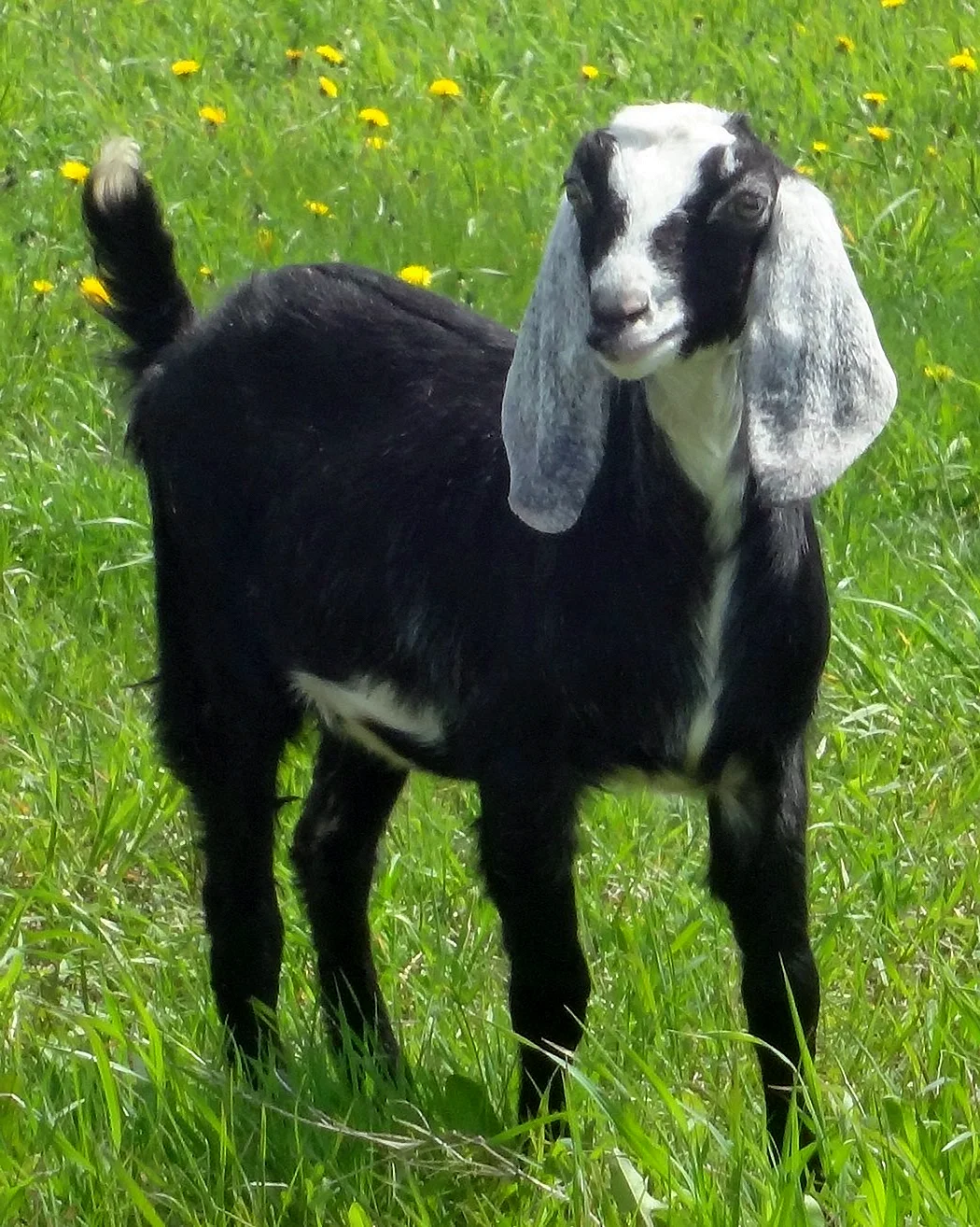 Аппенцелльская порода коз