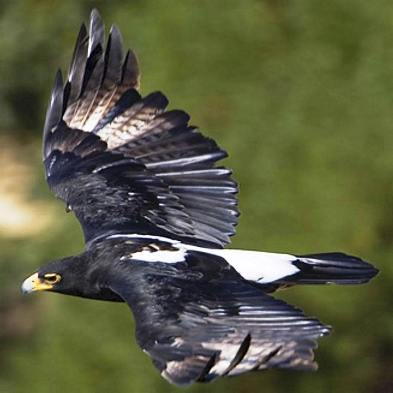 Aquila verreauxii Eagle